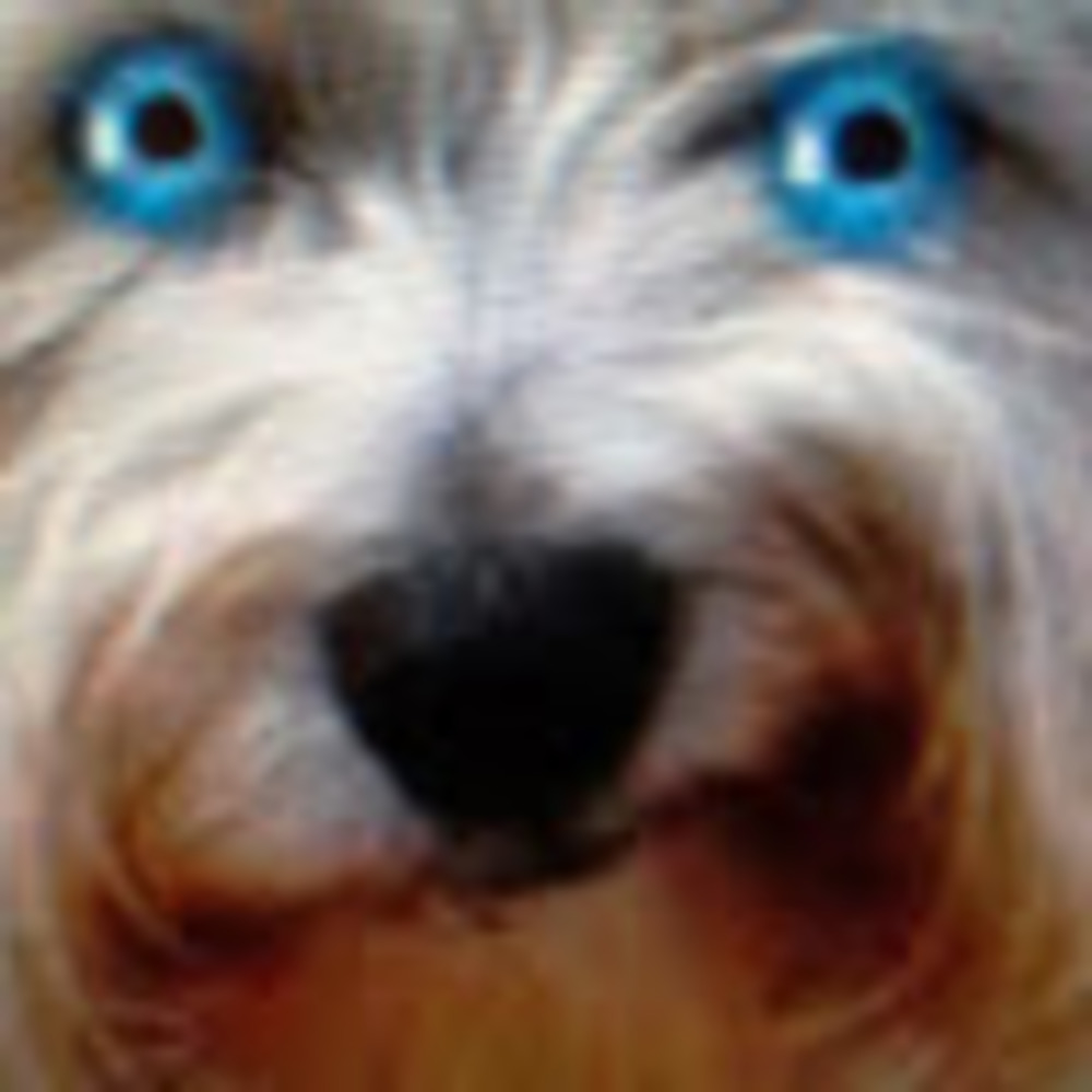 Meet your Posher, Miss